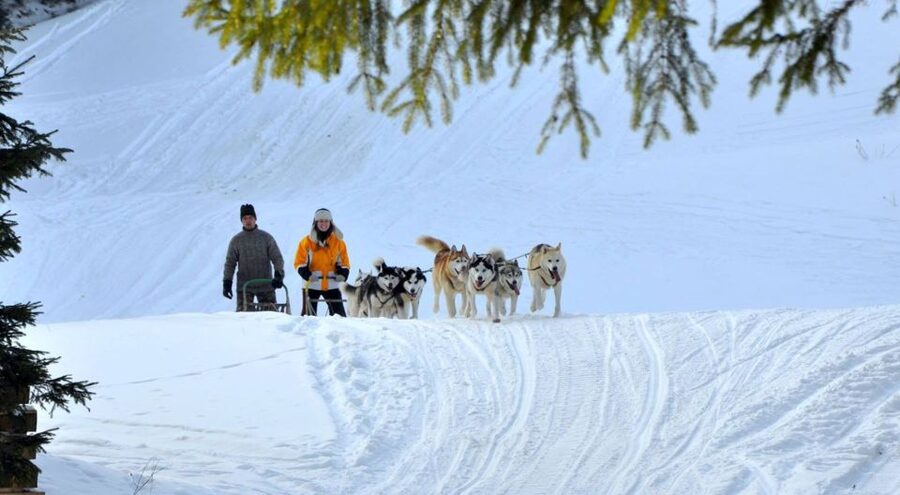 From Krakow: Dogsled Ride in Tatra Mountain - Key points before you go