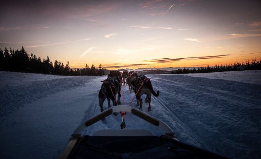 From Krakow: Dogsled Ride in Tatra Mountain - Tips to get the best day, not just the best photos