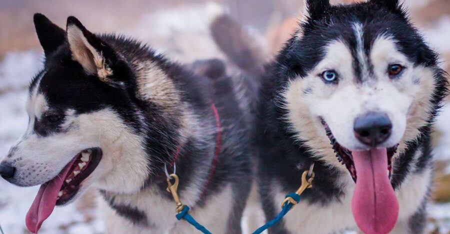 From Krakow: Dogsled Ride in Tatra Mountain - Krakow to the Tatra Mountains, what makes this dogsled day work
