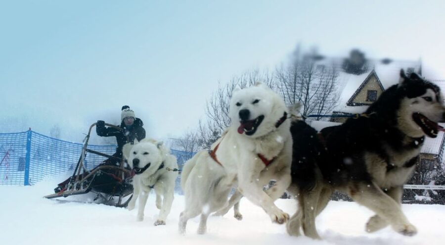 From Krakow: Dogsled Ride in Tatra Mountain - The mushing briefing: harnesses, sled controls, and safety basics