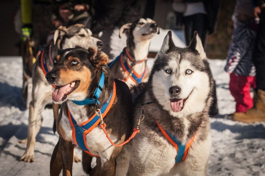 From Krakow: Dogsled Ride in Tatra Mountain - The 2 km dogsled ride: what it feels like in winter terrain