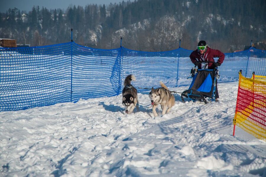 From Krakow: Dogsled Ride in Tatra Mountain - Price and value: $391 for a 3.5 hour, guided winter experience