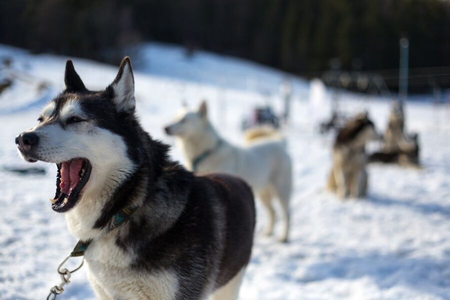 From Krakow: Dogsled Ride in Tatra Mountain - Who should book this dogsled ride from Krakow