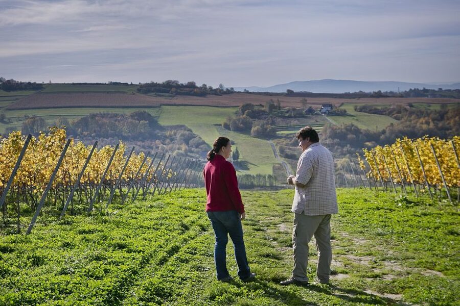 From Krakow: Wine Tasting at Vineyard - Price and logistics: what you are really paying for at $224 per person