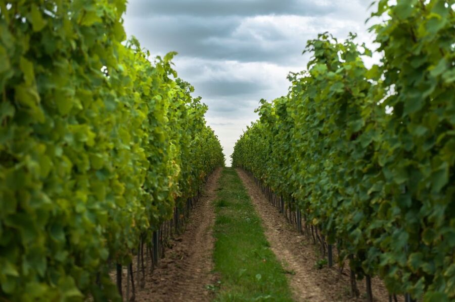 From Krakow: Wine Tasting at Vineyard - Group size and language: the detail that can decide your enjoyment