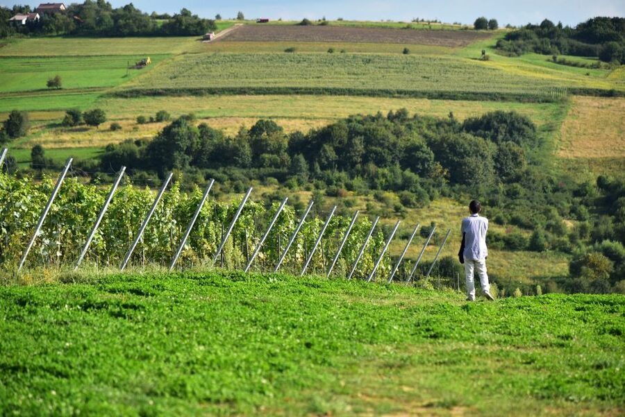 From Krakow: Wine Tasting at Vineyard - Who should book this Krakow vineyard tasting?