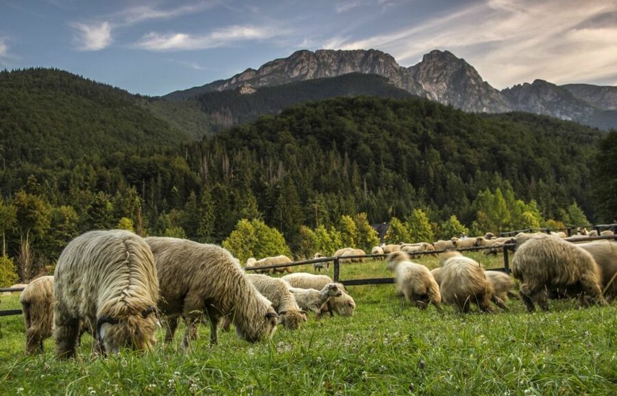 From Krakow: Zakopane & Hot Thermal Springs Private Tour - Private Krakow to Zakopane: why this day trip works