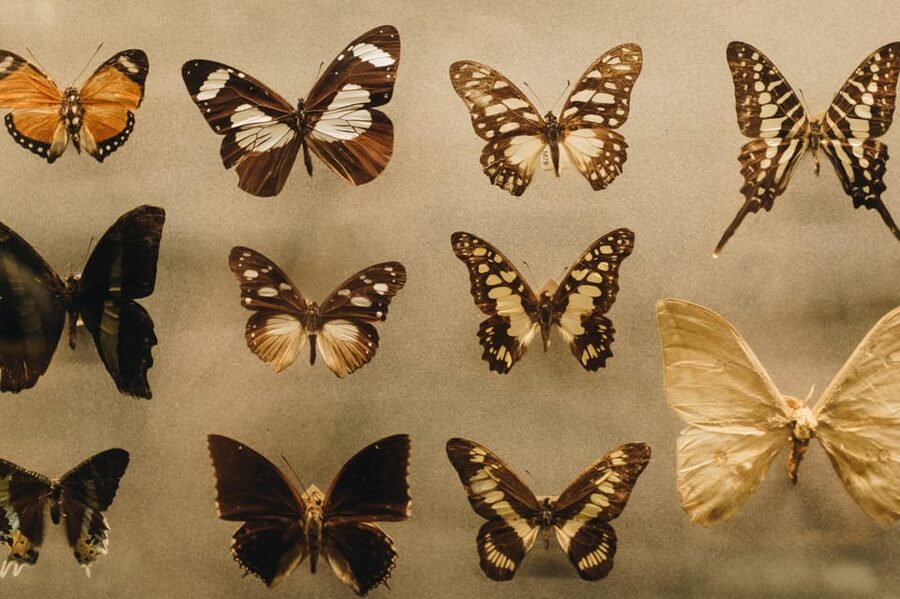 Krakow: 4 Mazes and Living Butterfly Museum Entry Ticket - Value for money: is $16 a good deal