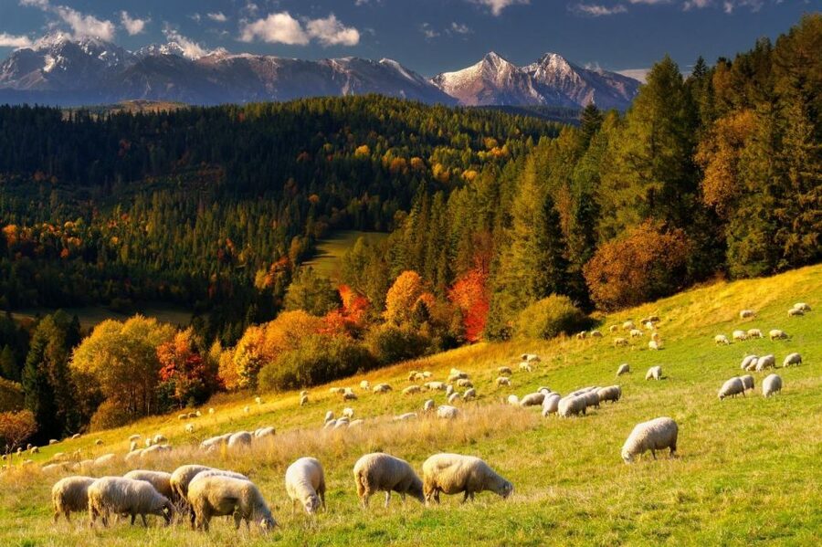 Krakow: Zakopane, Thermal Baths, Cable Car, Vodka, Oscypek - Price and Value: What About $55 Buys You