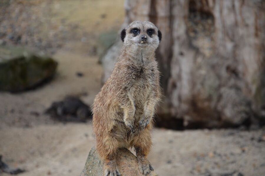 Krakow: Zoo with Hotel Pickup - Krakow Zoo in Wolski Forest: the setting you feel right away