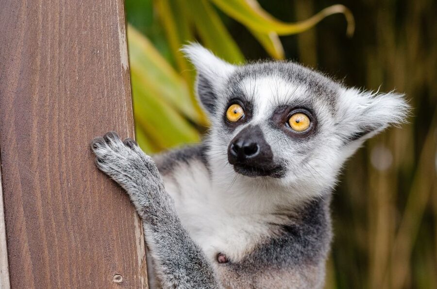 Krakow: Zoo with Hotel Pickup - Facilities, Food, and Comfort: what to expect when you get hungry